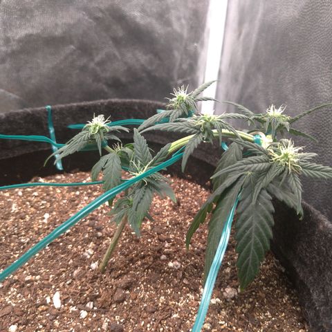 LemonHaze#2 growlog timeline photo