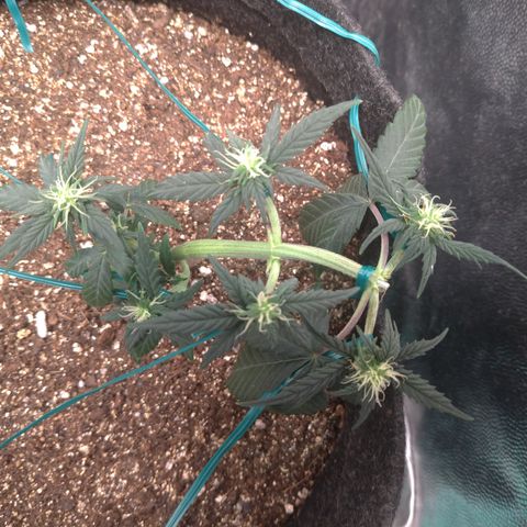 LemonHaze#2 growlog timeline photo