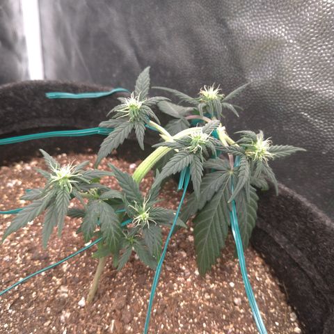 LemonHaze#2 growlog timeline photo