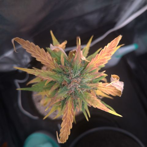 LondonCheese#1 growlog timeline photo