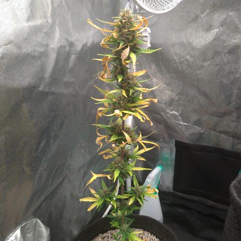 LondonCheese#1 growlog timeline photo