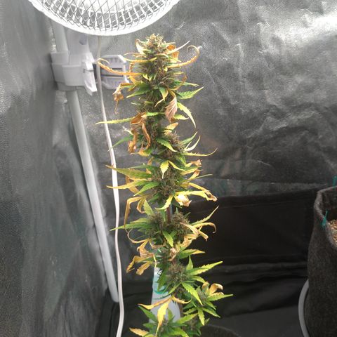 LondonCheese#1 growlog timeline photo