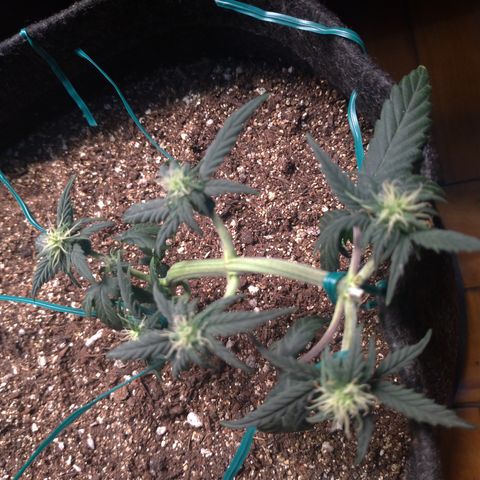 LemonHaze#2 growlog timeline photo