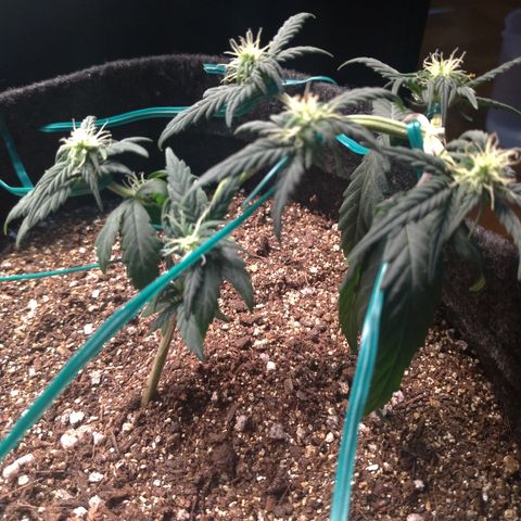 LemonHaze#2 growlog timeline photo