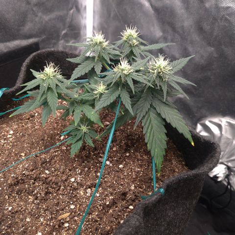 LemonHaze#2 growlog timeline photo
