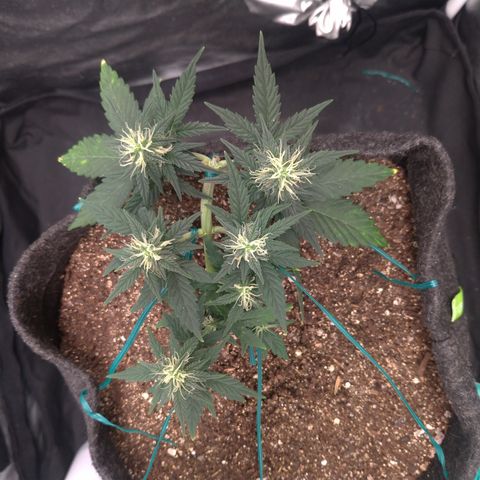 LemonHaze#2 growlog timeline photo