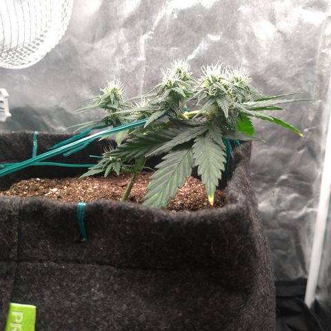 LemonHaze#2 growlog timeline photo