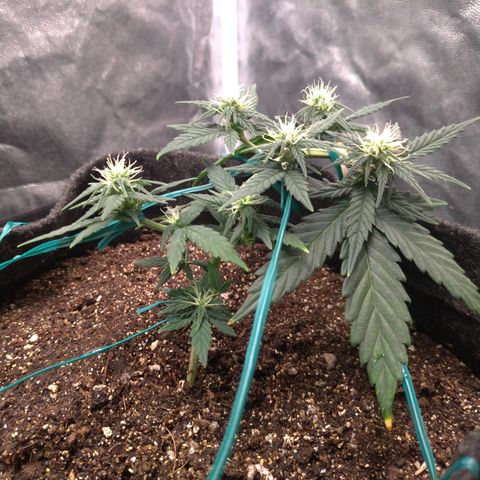 LemonHaze#2 growlog timeline photo