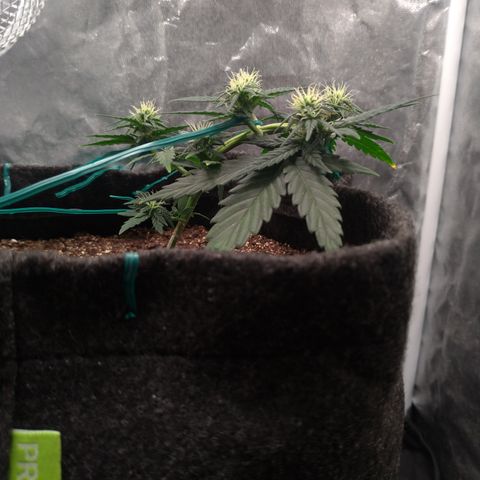 LemonHaze#2 growlog timeline photo