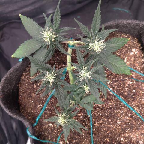 LemonHaze#2 growlog timeline photo