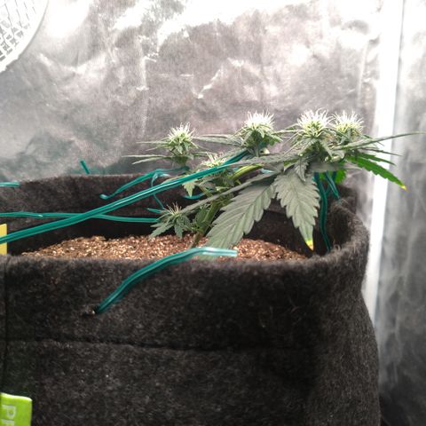 LemonHaze#2 growlog timeline photo