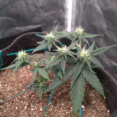 LemonHaze#2 growlog timeline photo