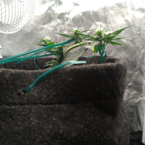 LemonHaze#2 growlog timeline photo