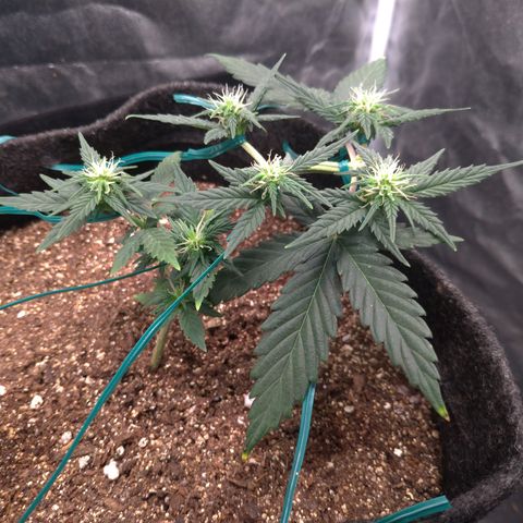 LemonHaze#2 growlog timeline photo