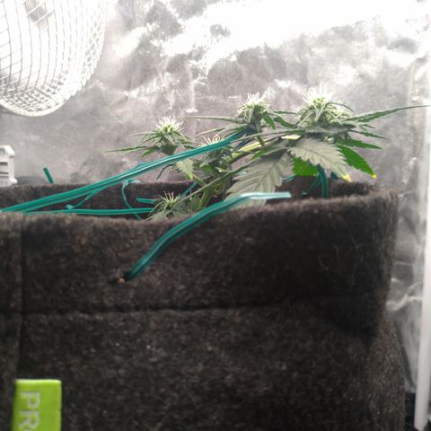 LemonHaze#2 growlog timeline photo
