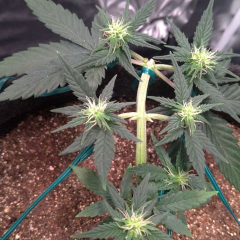 LemonHaze#2 growlog timeline photo