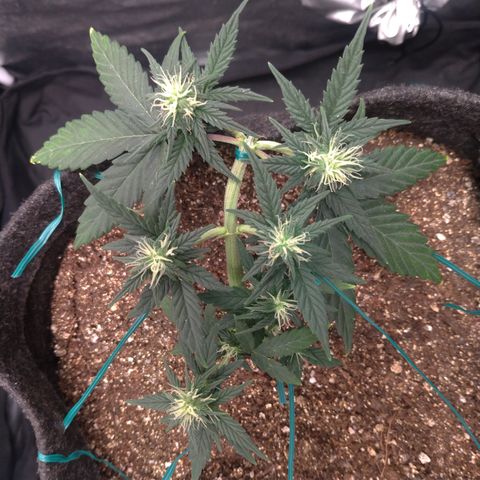 LemonHaze#2 growlog timeline photo