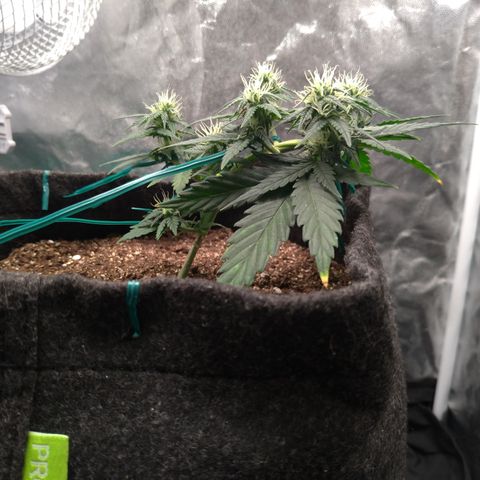 LemonHaze#2 growlog timeline photo