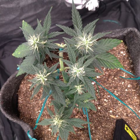 LemonHaze#2 growlog timeline photo