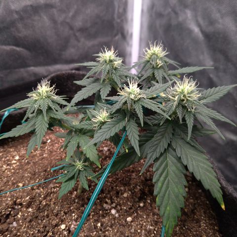 LemonHaze#2 growlog timeline photo