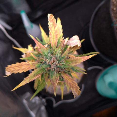 LondonCheese#1 growlog timeline photo