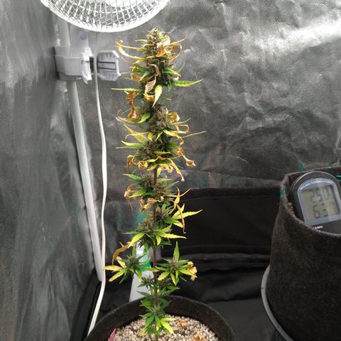 LondonCheese#1 growlog timeline photo