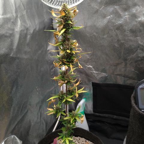 LondonCheese#1 growlog timeline photo