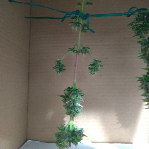 LondonCheese#1 growlog timeline photo