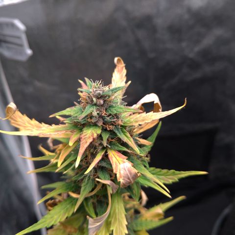 LondonCheese#1 growlog timeline photo