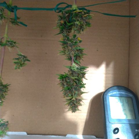LondonCheese#1 growlog timeline photo