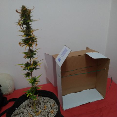 LondonCheese#1 growlog timeline photo