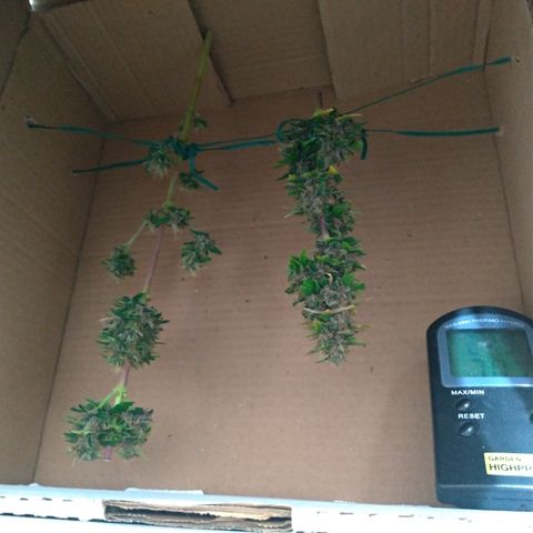 LondonCheese#1 growlog timeline photo