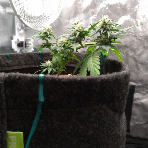 LemonHaze#2 growlog timeline photo