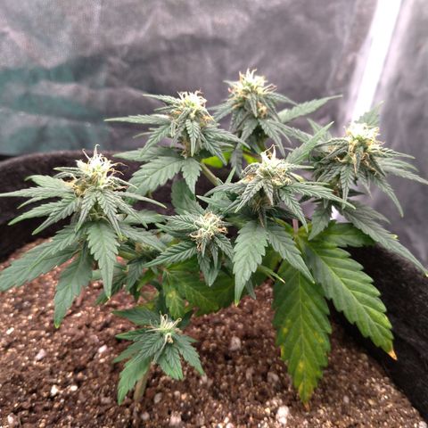 LemonHaze#2 growlog timeline photo