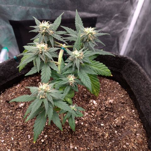 LemonHaze#2 growlog timeline photo
