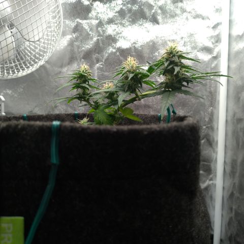 LemonHaze#2 growlog timeline photo