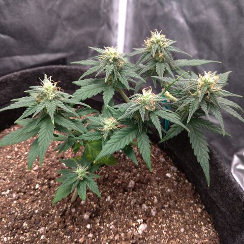 LemonHaze#2 growlog timeline photo
