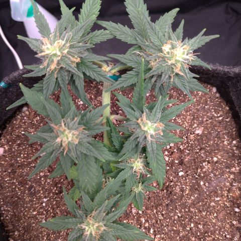 LemonHaze#2 growlog timeline photo