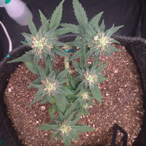 LemonHaze#2 growlog timeline photo