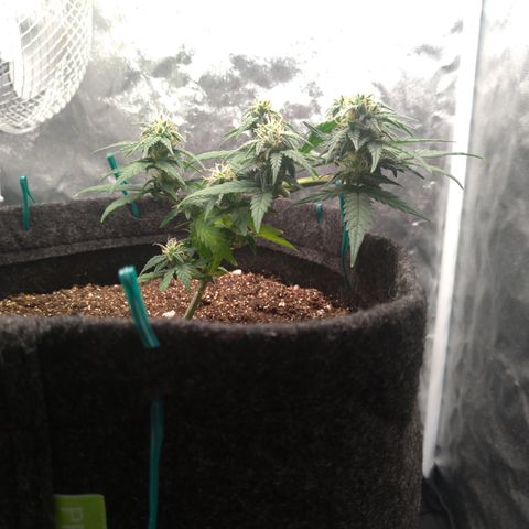 LemonHaze#2 growlog timeline photo