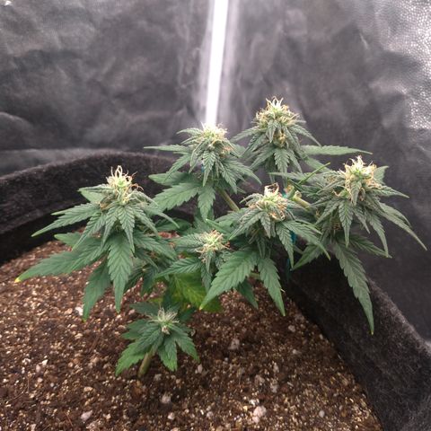 LemonHaze#2 growlog timeline photo