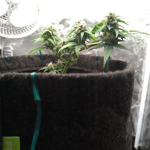 LemonHaze#2 growlog timeline photo