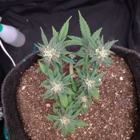 LemonHaze#2 growlog timeline photo