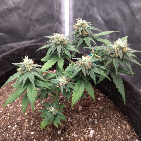 LemonHaze#2 growlog timeline photo