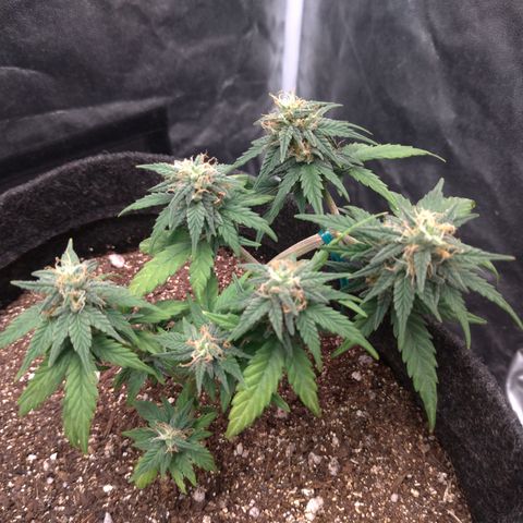 LemonHaze#2 growlog timeline photo