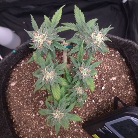 LemonHaze#2 growlog timeline photo