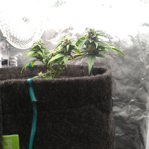 LemonHaze#2 growlog timeline photo