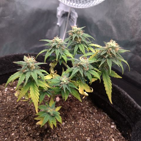 LemonHaze#2 growlog timeline photo