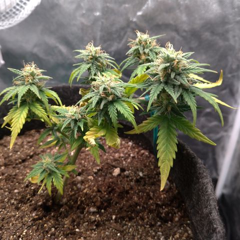 LemonHaze#2 growlog timeline photo