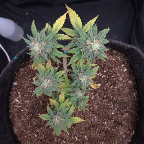 LemonHaze#2 growlog timeline photo